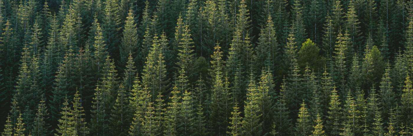 sustainability, trees, tree, sustain